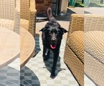 Small Photo #2 Border Collie-Unknown Mix Puppy For Sale in Germantown, OH, USA