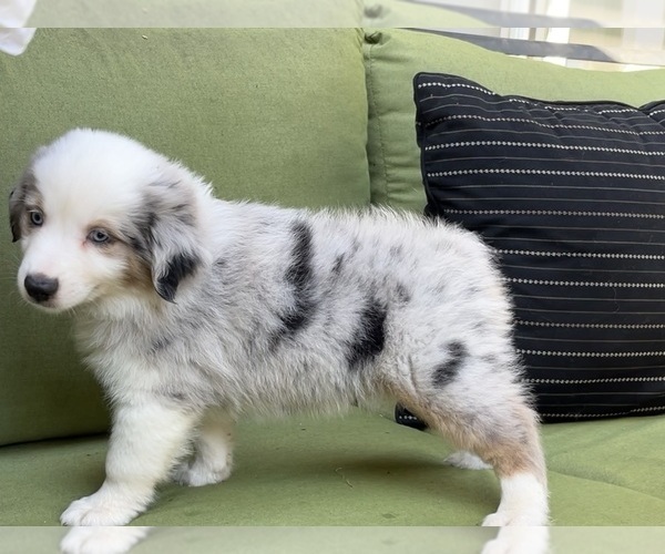 Medium Photo #33 Miniature Australian Shepherd Puppy For Sale in LA CANADA FLINTRIDGE, CA, USA