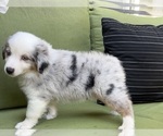 Small Photo #33 Miniature Australian Shepherd Puppy For Sale in LA CANADA FLINTRIDGE, CA, USA