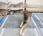 Small Photo #8 German Shepherd Dog Puppy For Sale in HOLLYWOOD, FL, USA