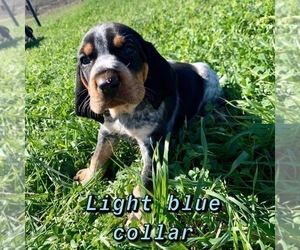 Medium Bluetick Coonhound