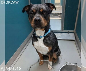 American Bulldog-Unknown Mix Dogs for adoption in Oklahoma City, OK, USA