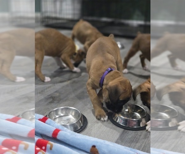 Medium Photo #2 Boxer Puppy For Sale in GALLOWAY, NJ, USA
