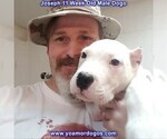 Small Photo #113 Dogo Argentino Puppy For Sale in PINEVILLE, MO, USA