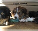 Small Photo #2 English Shepherd Puppy For Sale in EVANSVILLE, IN, USA