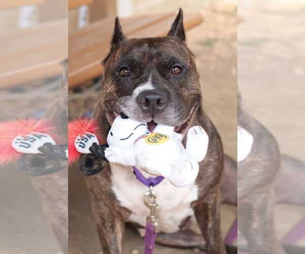 Medium Photo #45 Mutt Puppy For Sale in Philadelphia, PA, USA