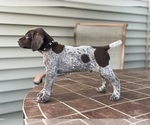 Small Photo #3 German Shorthaired Pointer Puppy For Sale in ENOLA, PA, USA