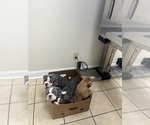 Small #1 English Bulldog