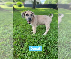 Sheprador Dogs for adoption in Springdale, PA, USA