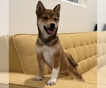 Puppy Puppy 3 Shiba Inu
