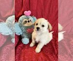 Small Photo #1 Mutt Puppy For Sale in Colton, CA, USA