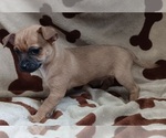 Puppy 3 Chihuahua
