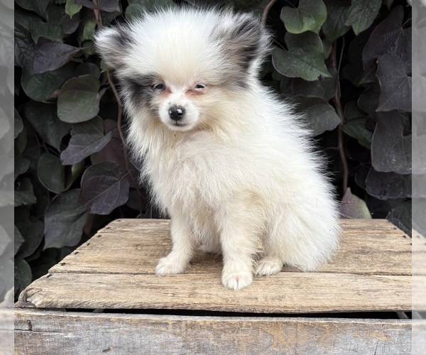 Medium Photo #2 Pomeranian Puppy For Sale in MIDDLEBURY, IN, USA