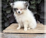 Small #1 Pomeranian