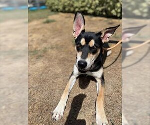 German Shepherd Dog Dogs for adoption in Pasadena, TX, USA