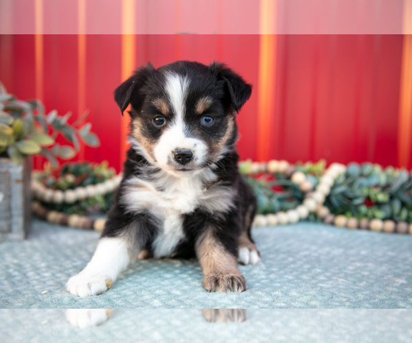 Medium Photo #1 Miniature Australian Shepherd Puppy For Sale in MILLERSBURG, OH, USA