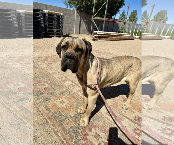 Medium Photo #1 Mutt Puppy For Sale in Goodyear, AZ, USA