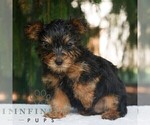 Mars - Male Yorkshire Terrier Puppy for Sale - Photo #4