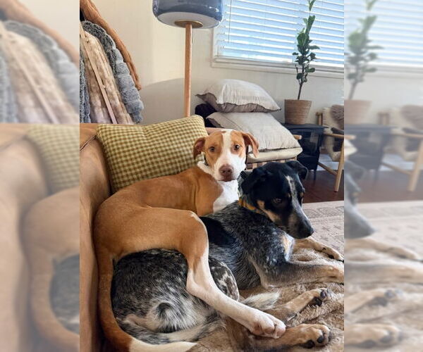 Medium Photo #5 American Pit Bull Terrier-Unknown Mix Puppy For Sale in Sandy, UT, USA