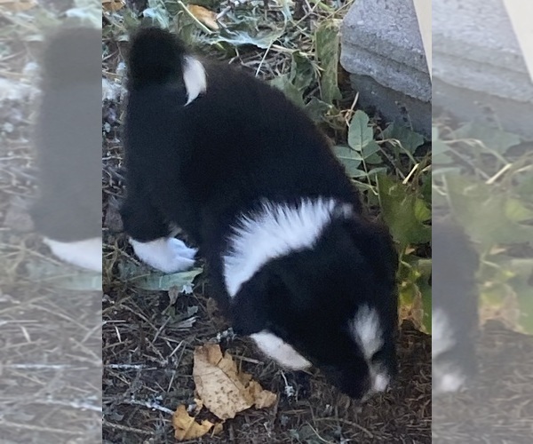 Medium Photo #8 Aussiedoodle Puppy For Sale in ONAWAY, MI, USA