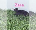 Small #2 American Pit Bull Terrier-German Shepherd Dog Mix