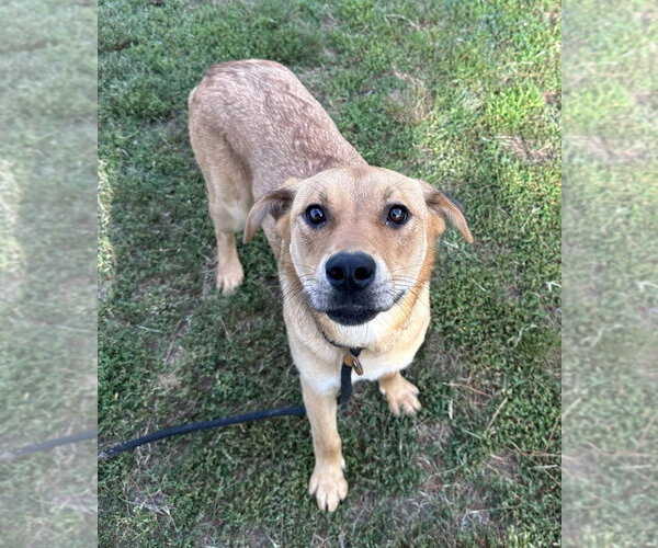 Medium Photo #6 Labrador Retriever-Unknown Mix Puppy For Sale in Evansville, IN, USA
