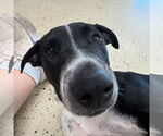 Small #5 German Shorthaired Pointer Mix
