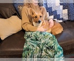 Puppy Winnie Pembroke Welsh Corgi