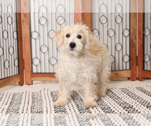 Poodle (Toy)-West Highland White Terrier Mix Puppy for sale in NAPLES, FL, USA