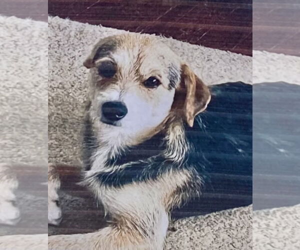 Medium Photo #1 Jack Russell Terrier-Wheaten Terrier Mix Puppy For Sale in Pottstown, PA, USA