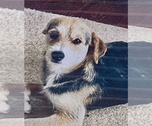 Jack Russell Terrier-Wheaten Terrier Mix Dogs for adoption in Pottstown, PA, USA