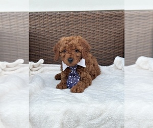 Goldendoodle (Miniature) Puppy for sale in ORLANDO, FL, USA