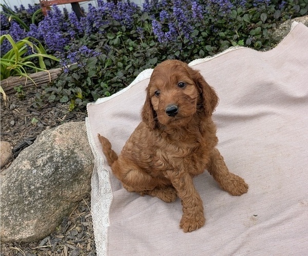 Medium Photo #27 Irish Doodle Puppy For Sale in GOSHEN, IN, USA
