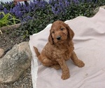 Small Photo #27 Irish Doodle Puppy For Sale in GOSHEN, IN, USA