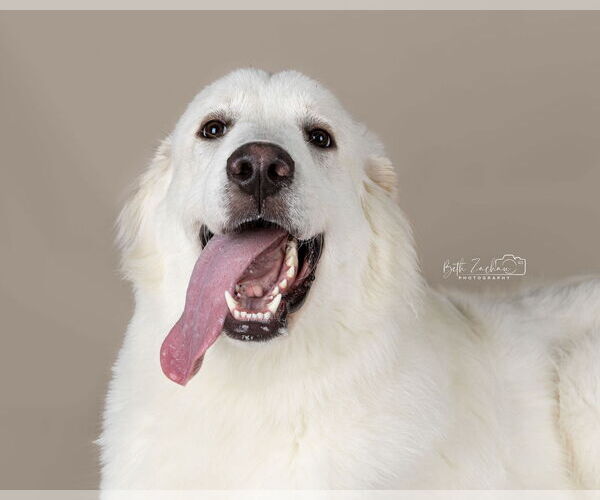 Medium Photo #46 Great Pyrenees Puppy For Sale in Houston, TX, USA