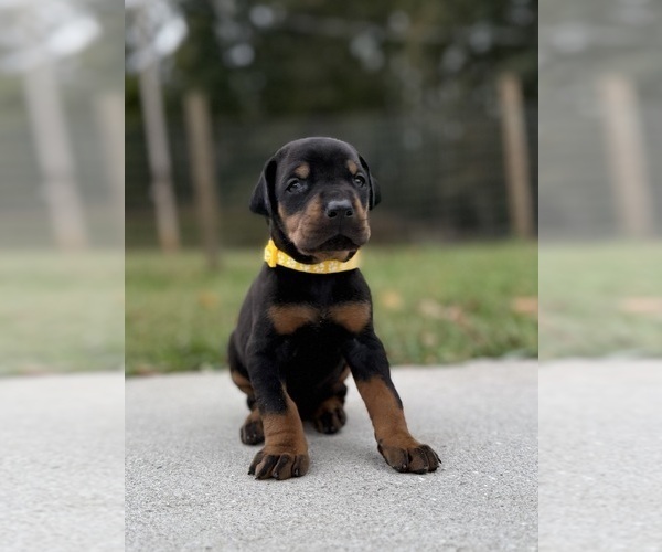 Medium Photo #8 Doberman Pinscher Puppy For Sale in NEWTON, NC, USA