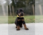 Small Photo #8 Doberman Pinscher Puppy For Sale in NEWTON, NC, USA