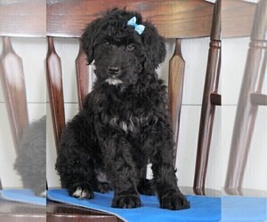 Bernedoodle Puppy for sale in FREDERICKSBG, OH, USA