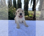 Image preview for Ad Listing. Nickname: Charlie