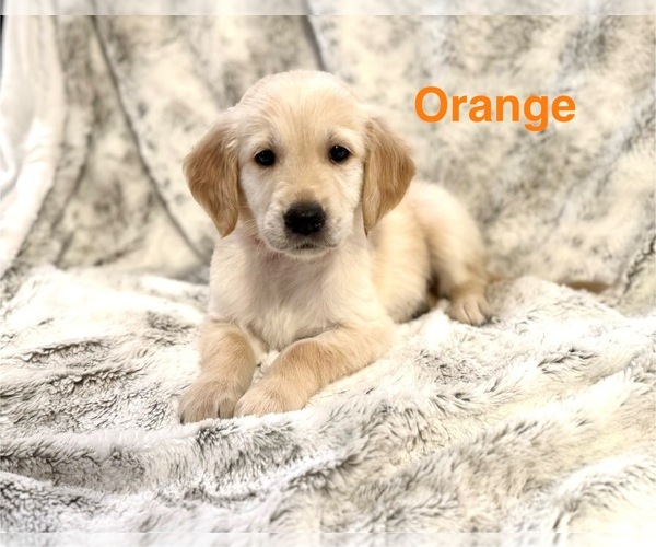 Medium Photo #6 Golden Retriever Puppy For Sale in ALEXANDER, AR, USA
