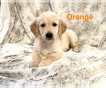 Small #5 Golden Retriever