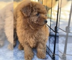 Small #10 Poodle (Toy)