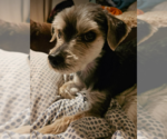Small #3 Mutt