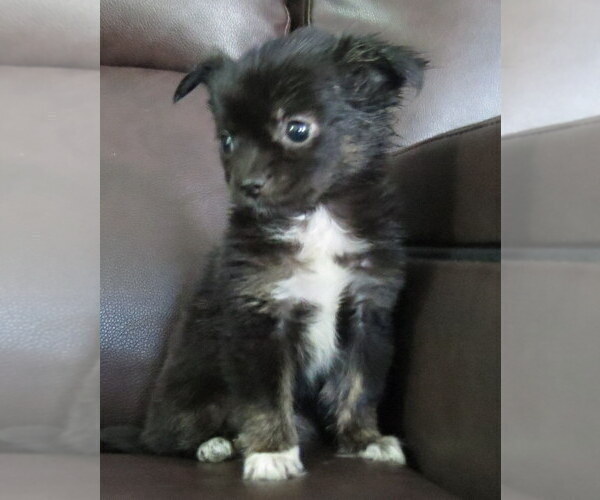 Medium Photo #5 Chihuahua Puppy For Sale in HAYES, VA, USA