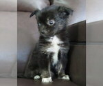 Small #4 Chihuahua