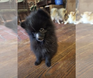 Pomeranian Puppy for sale in MARLTON, NJ, USA