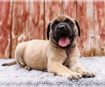 Puppy Horace Mastiff
