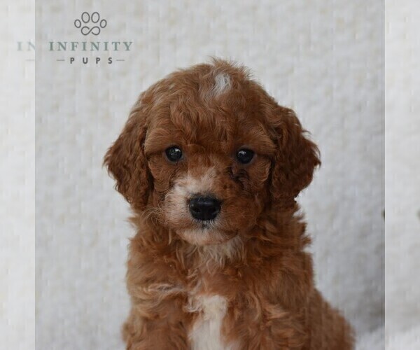 Medium Photo #4 Cavapoo Puppy For Sale in DORNSIFE, PA, USA