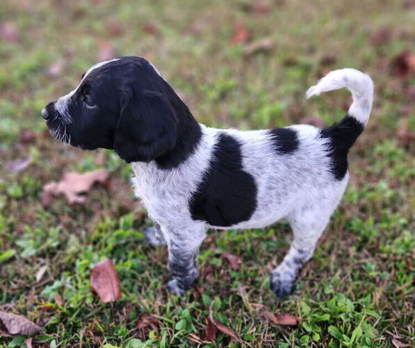 Medium Photo #4 German Shorthaired Pointer-Goldendoodle Mix Puppy For Sale in WILLACOOCHEE, GA, USA