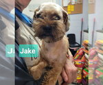 Small #1 Shih Tzu